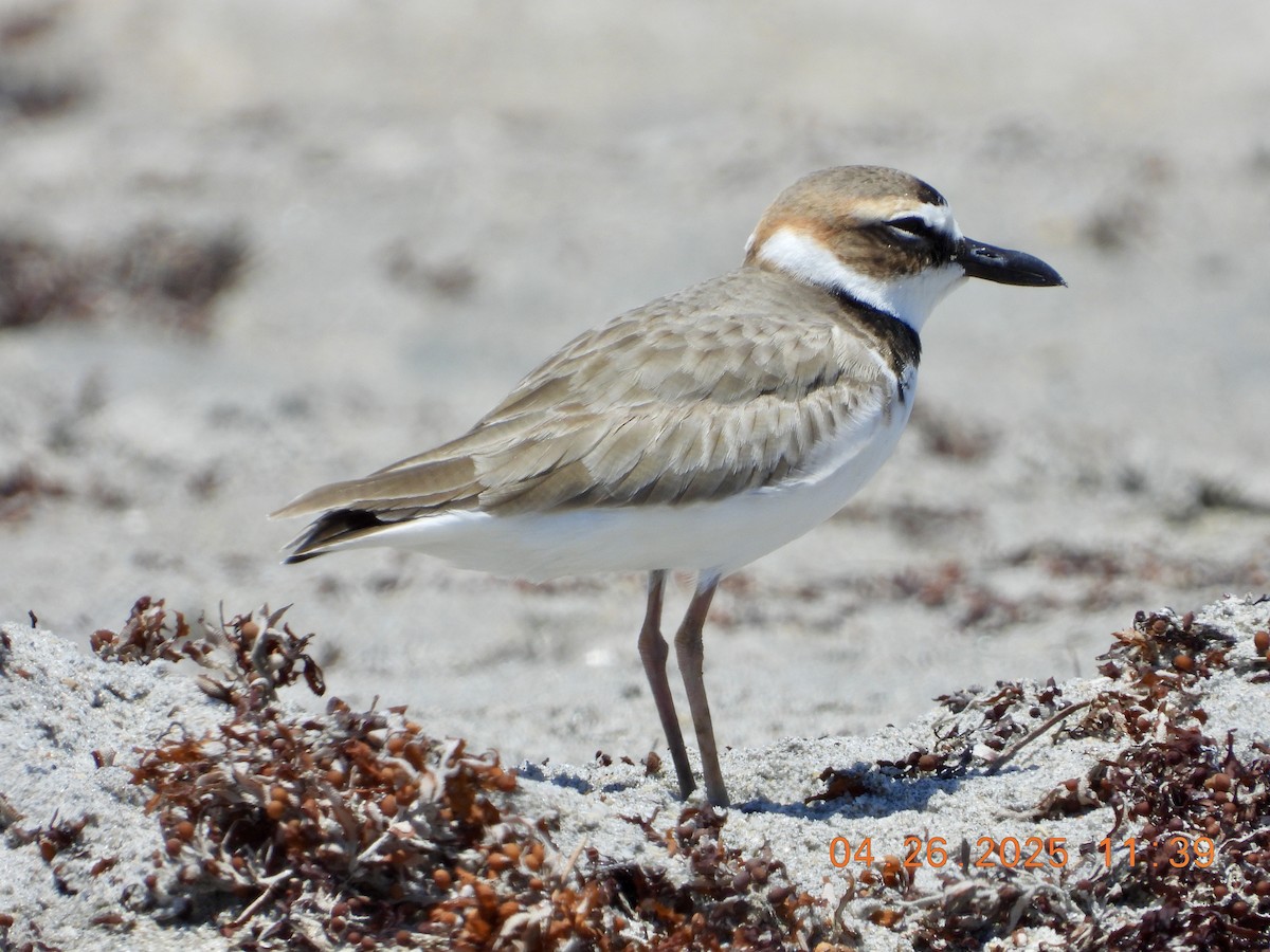 Wilson's Plover - ML634484136