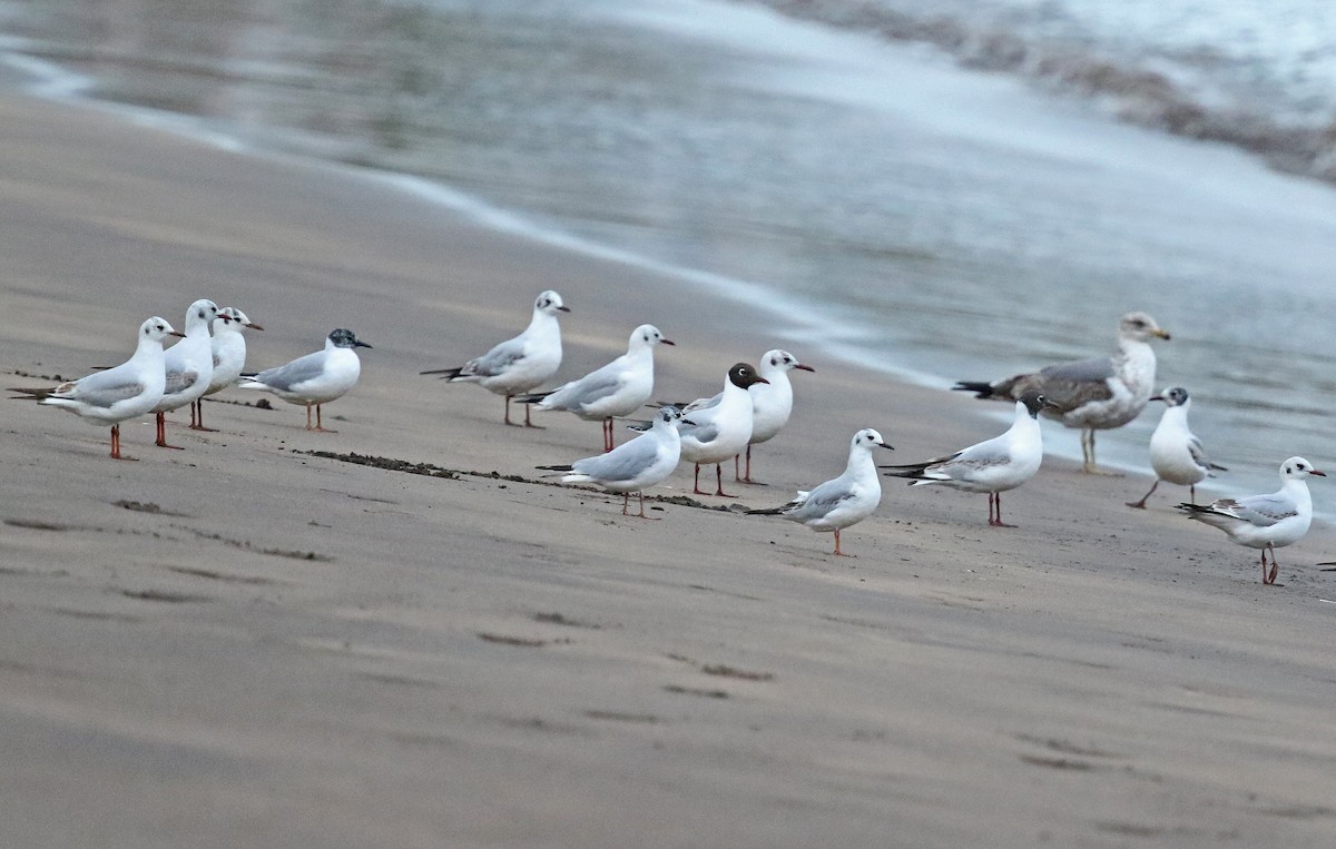 Bonaparte's Gull - ML634484267