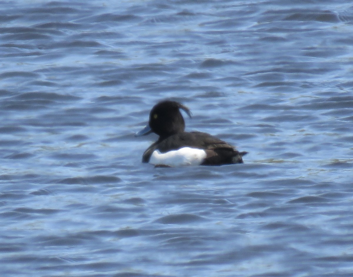 Tufted Duck - ML634484378