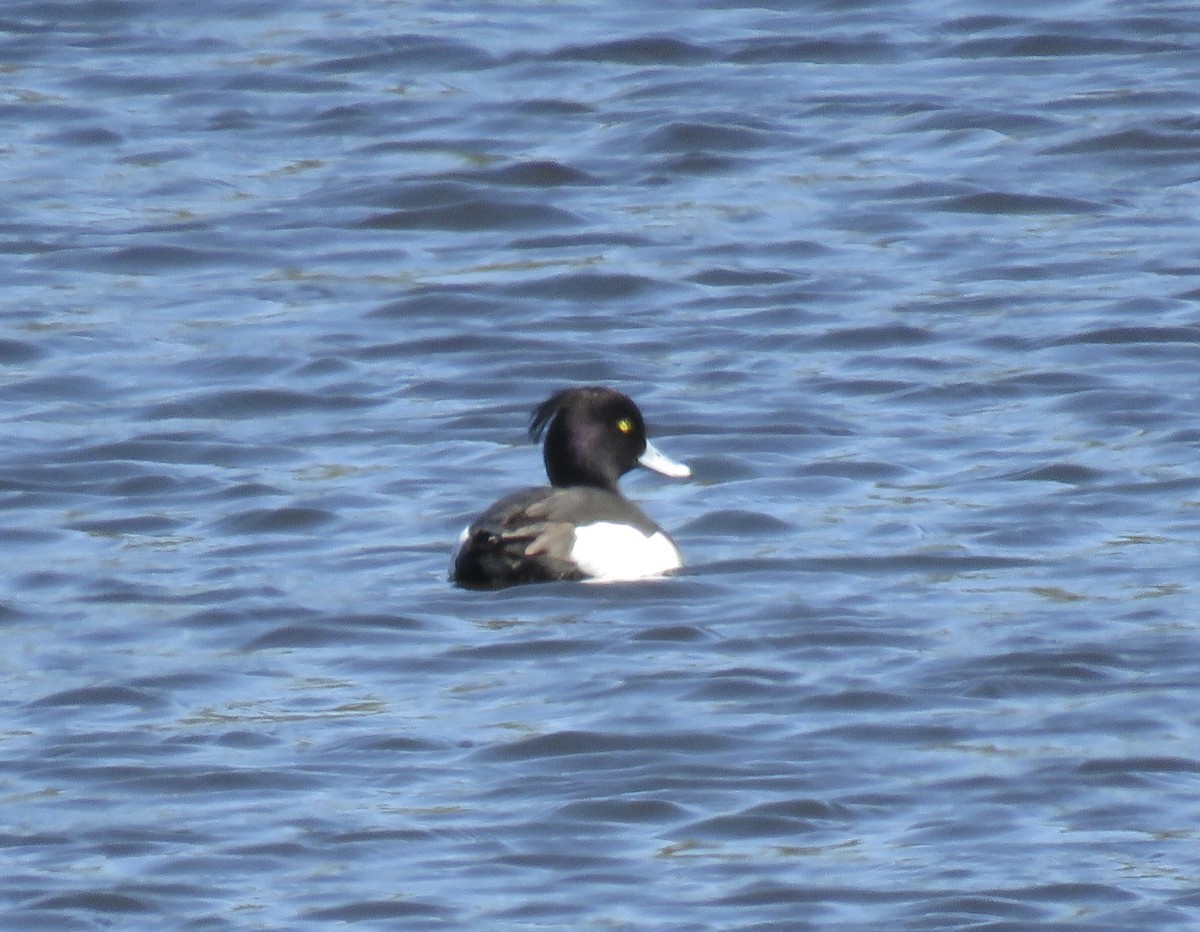 Tufted Duck - ML634484385