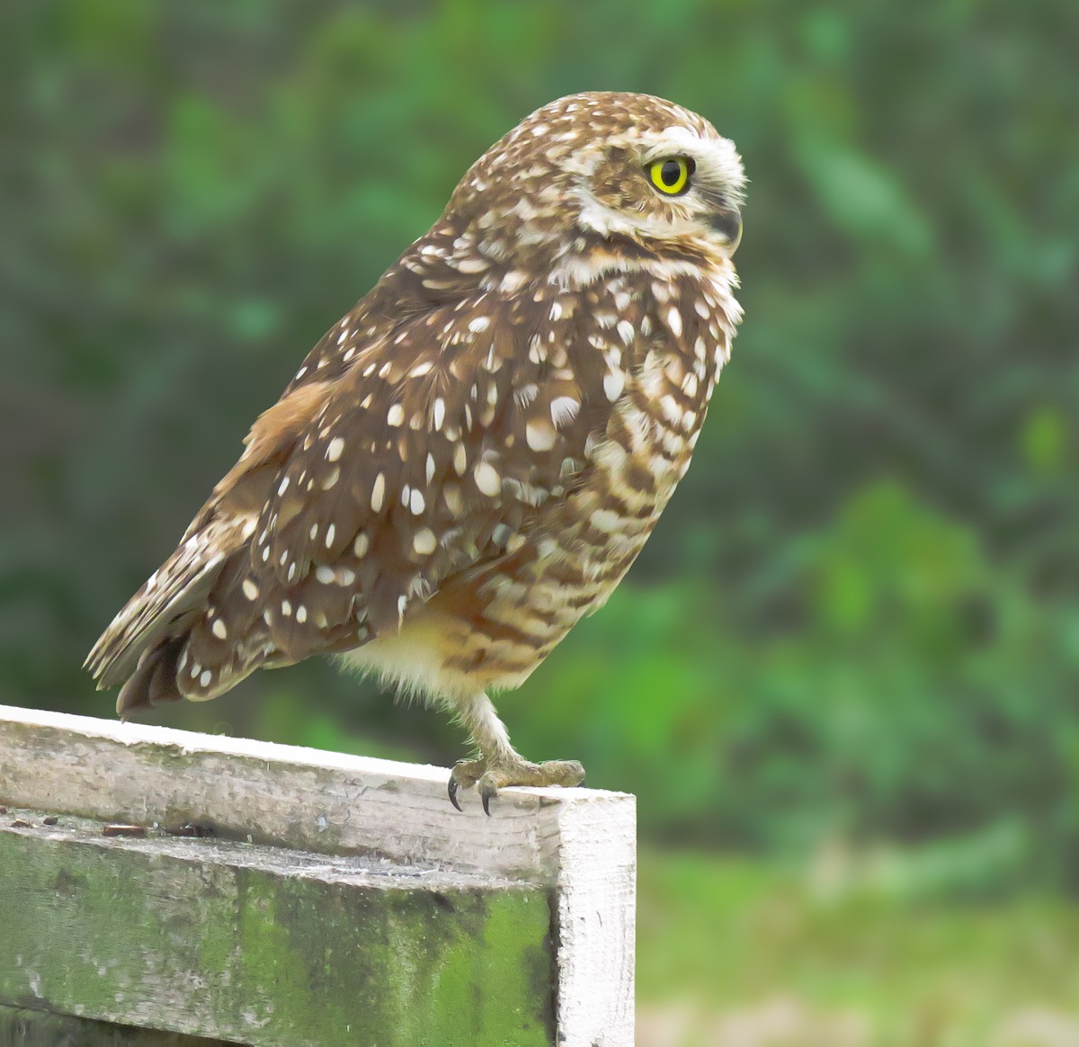 Burrowing Owl - ML634484469