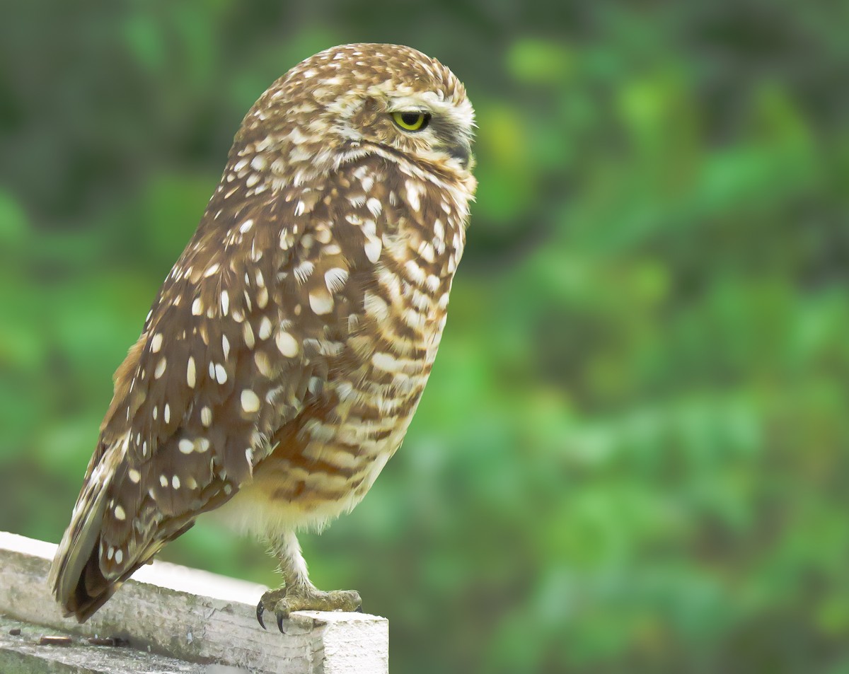 Burrowing Owl - ML634484470