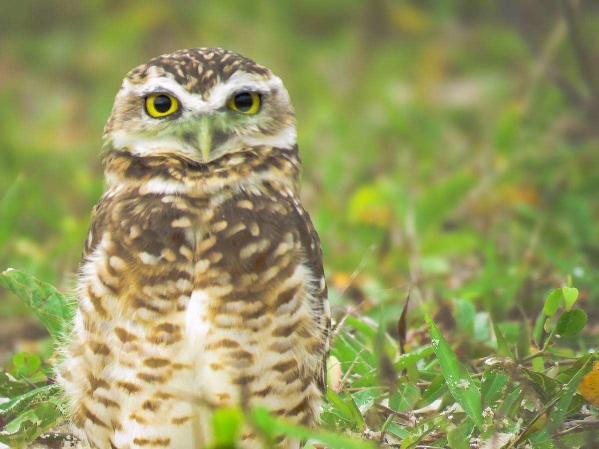 Burrowing Owl - ML634484471