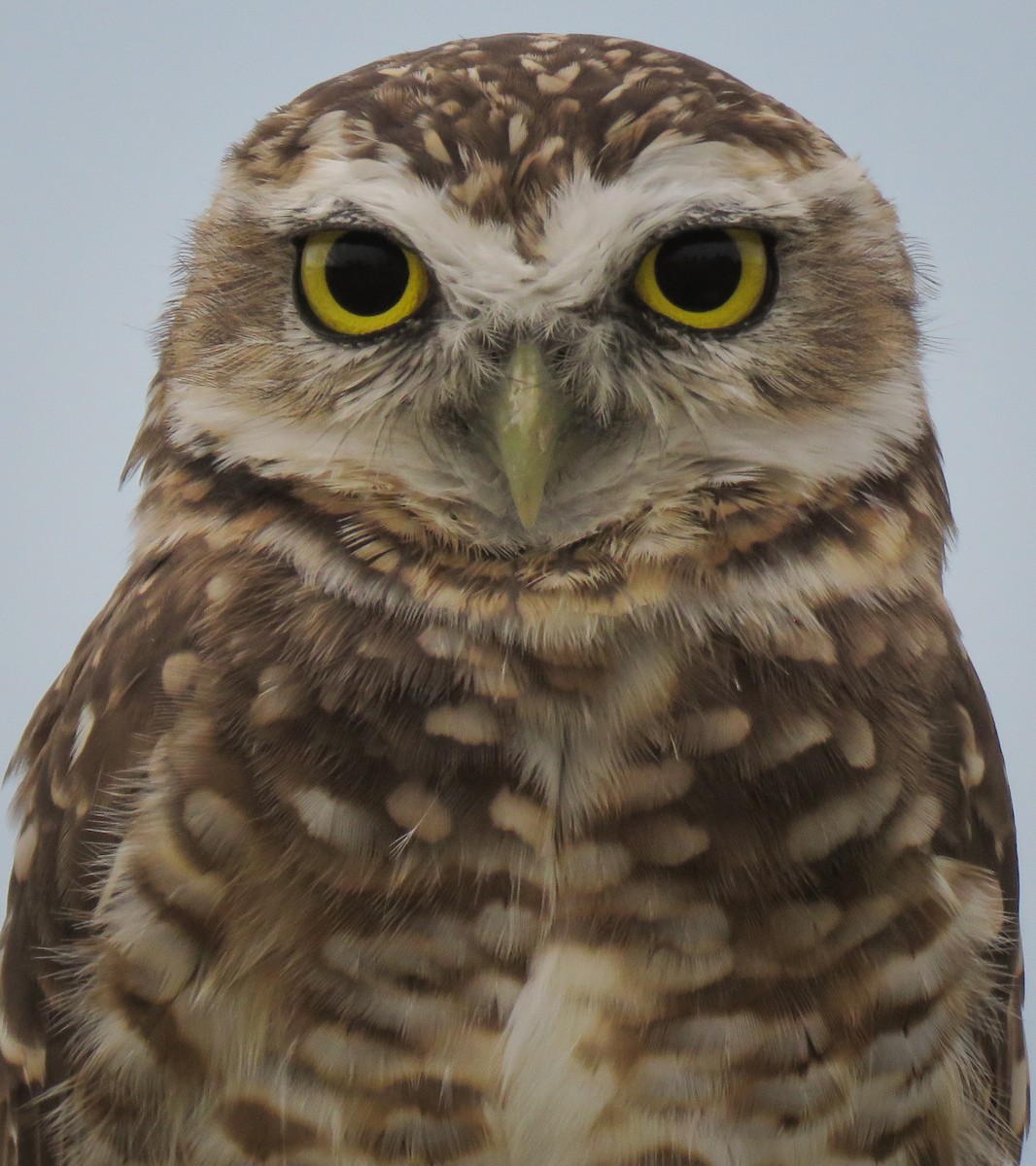 Burrowing Owl - ML634484472