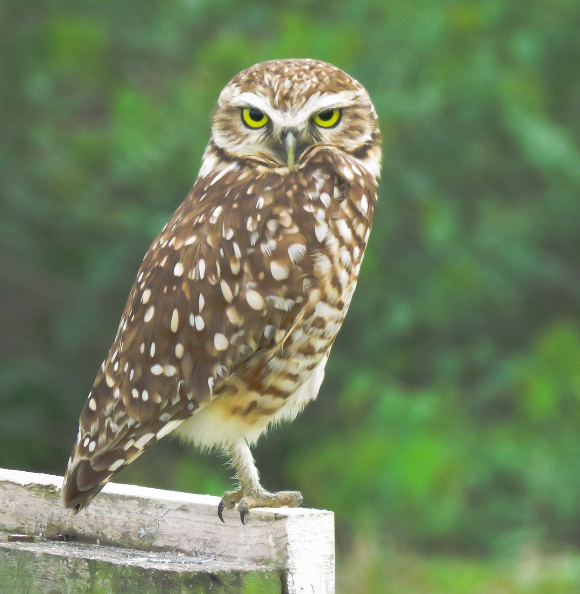 Burrowing Owl - ML634484473