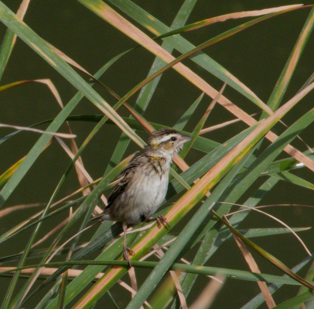 Yellow-crowned Bishop - ML634484645