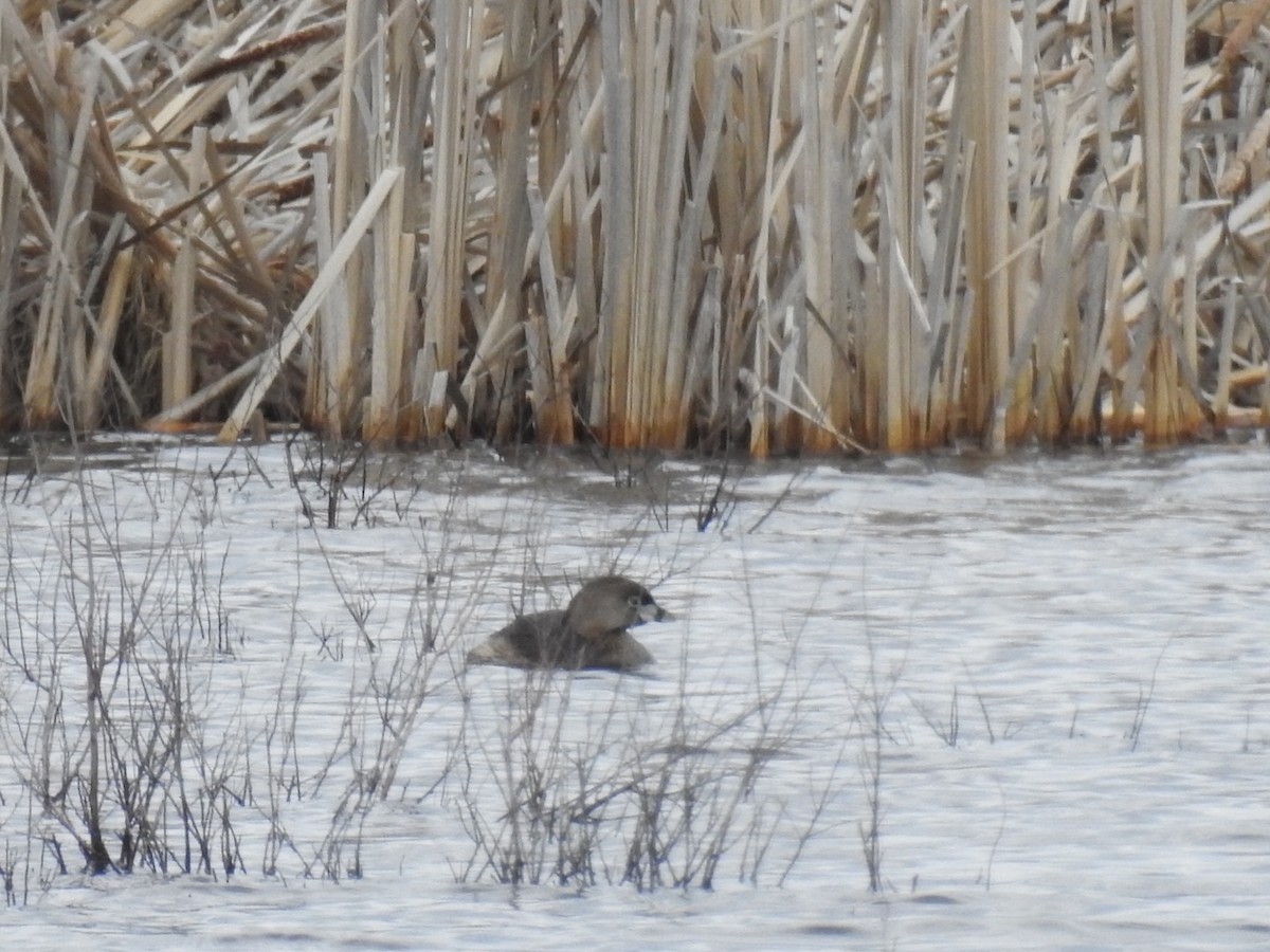 Pied-billed Grebe - ML634484742