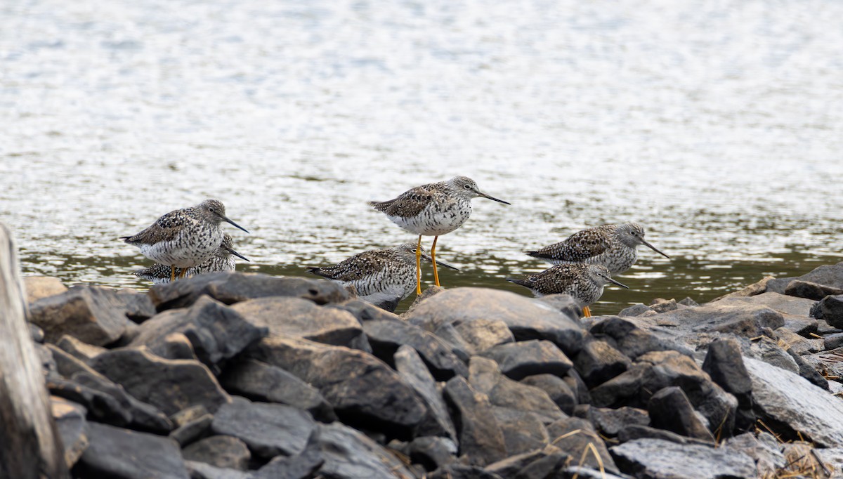 Greater Yellowlegs - ML634484805