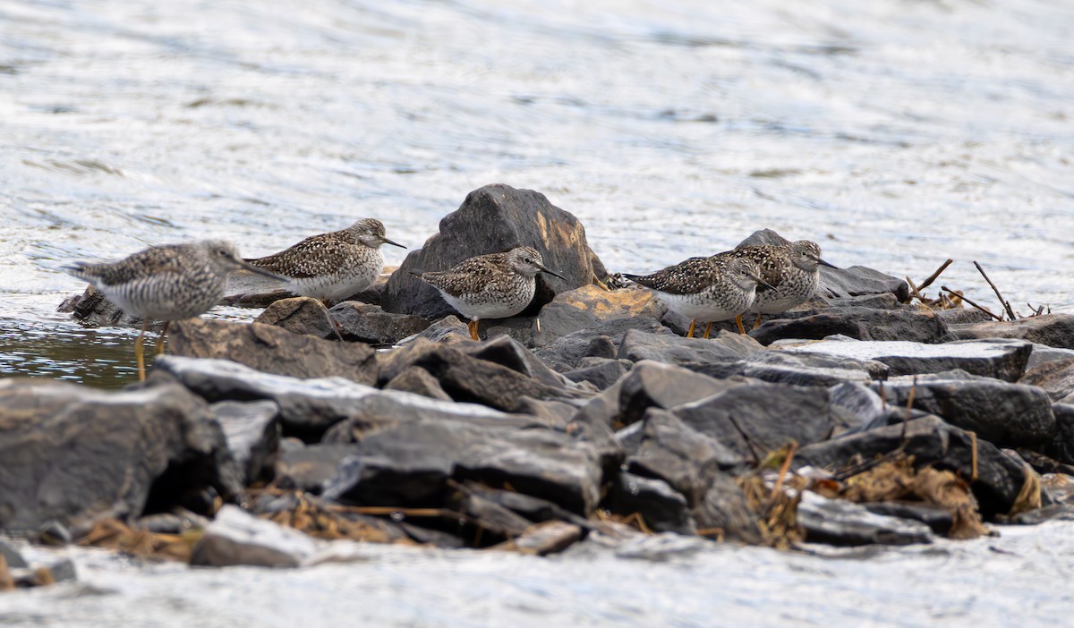 Lesser Yellowlegs - ML634484819