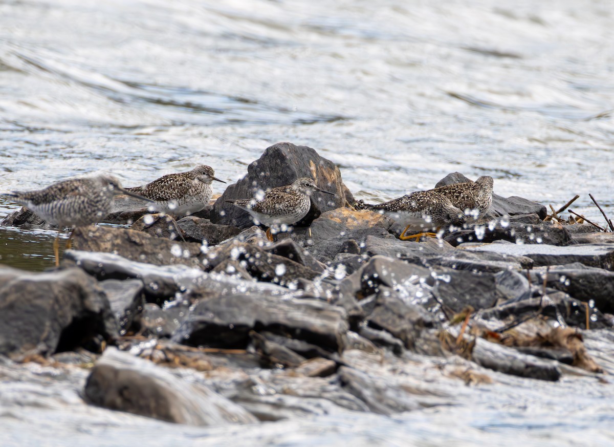 Lesser Yellowlegs - ML634484824
