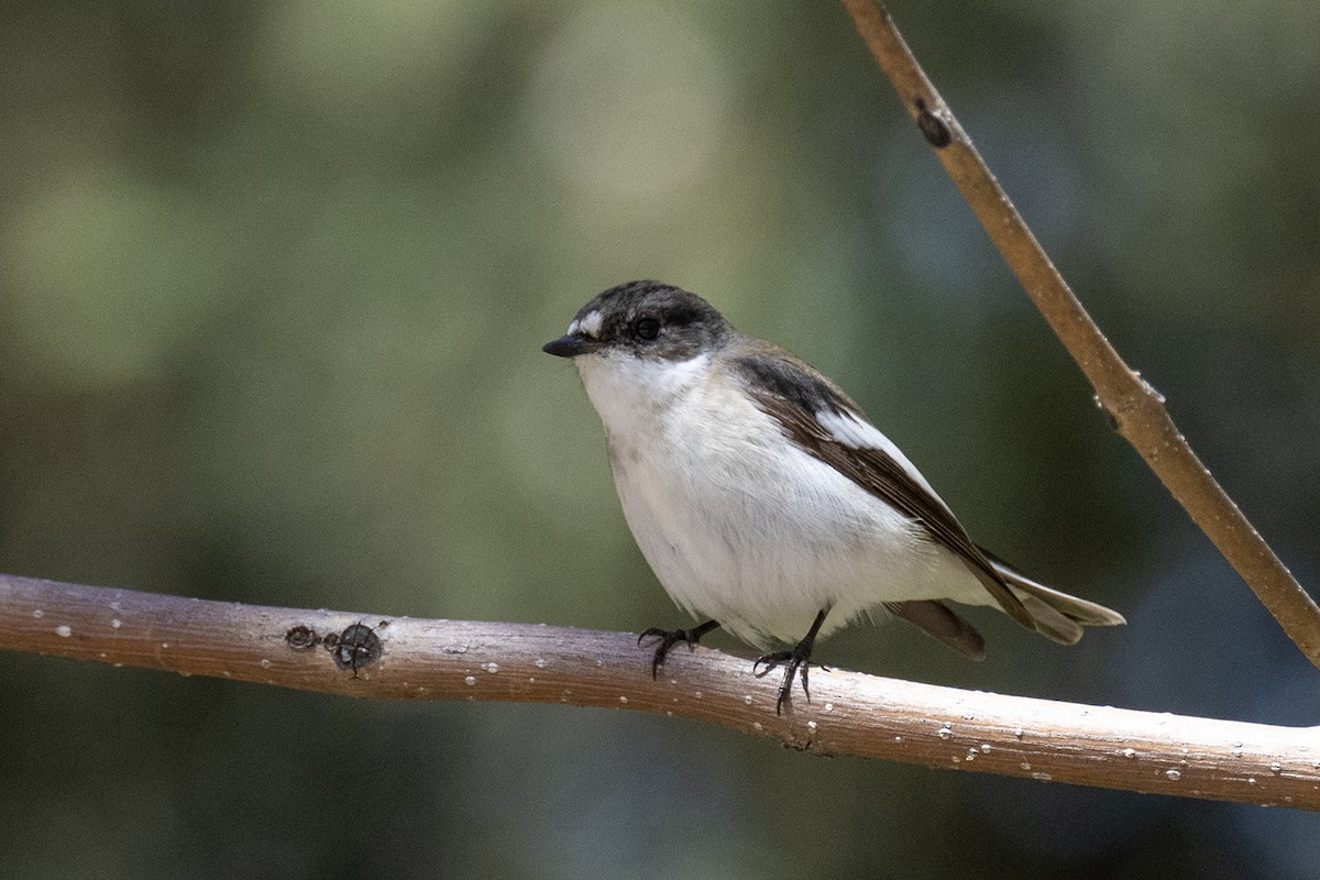 European Pied Flycatcher - ML634484870
