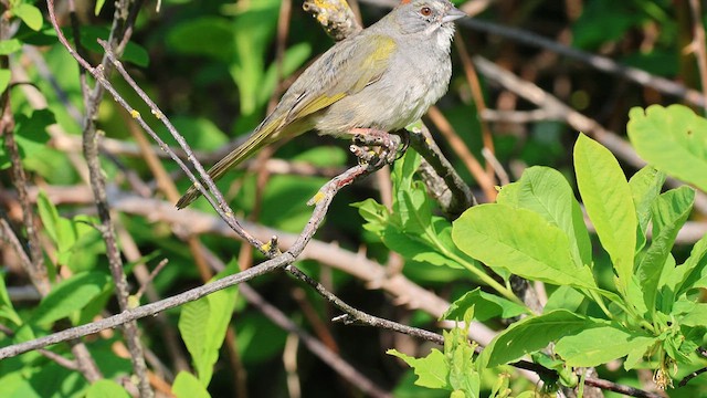 Green-tailed Towhee - ML634484946