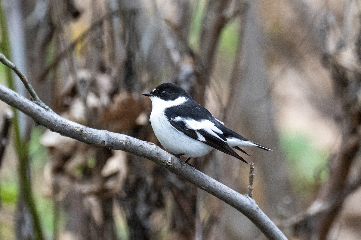 Semicollared Flycatcher - ML634485151