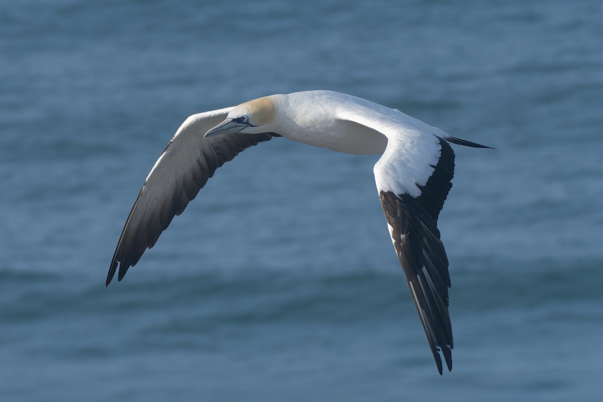 Australasian Gannet - ML634485242