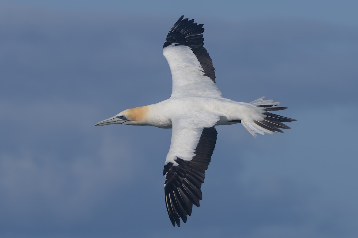 Australasian Gannet - ML634485243