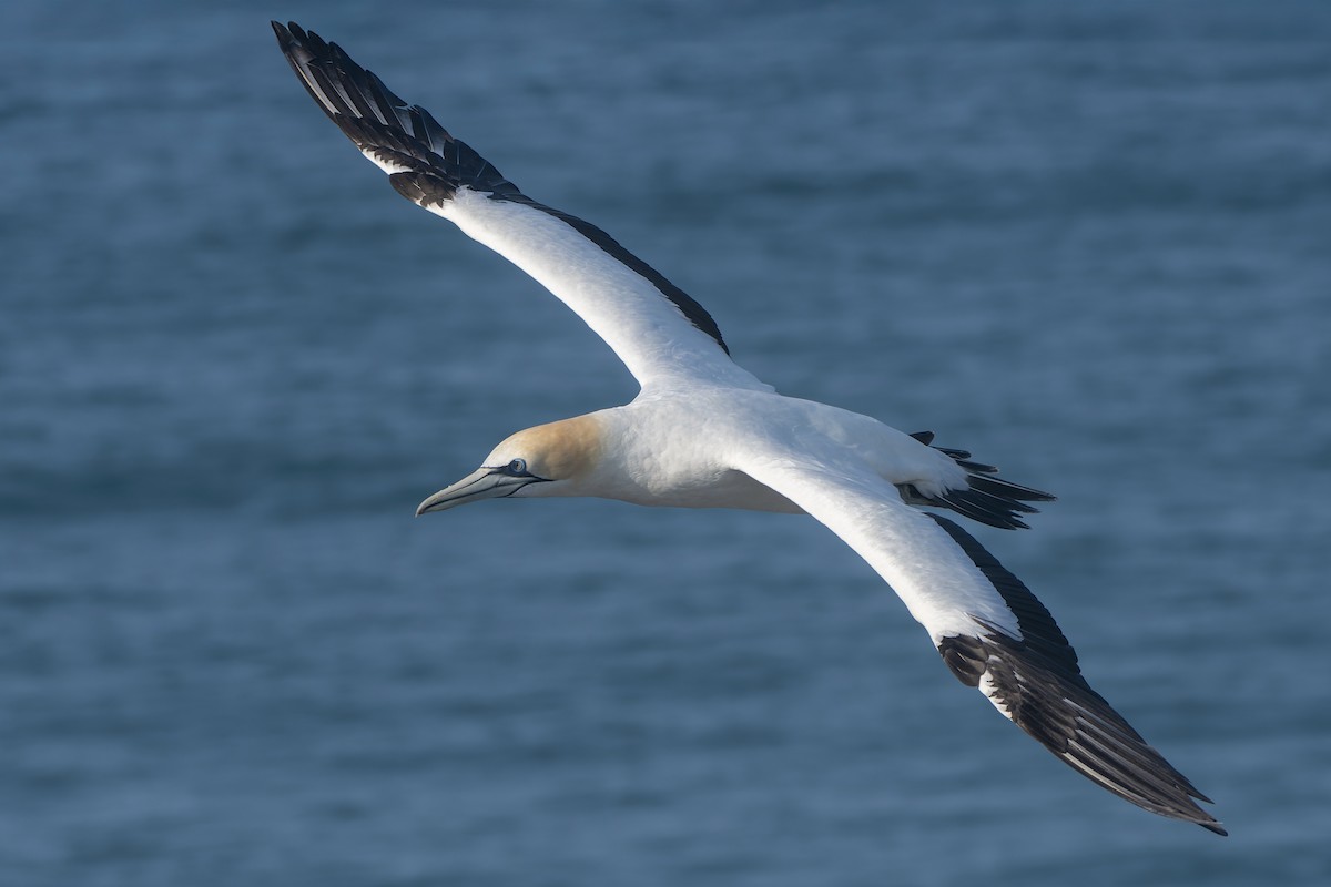 Australasian Gannet - ML634485245