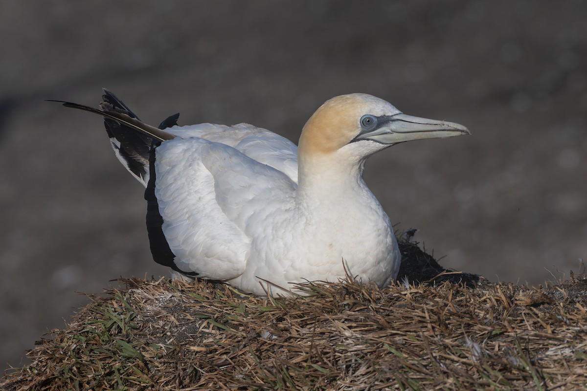 Australasian Gannet - ML634485248