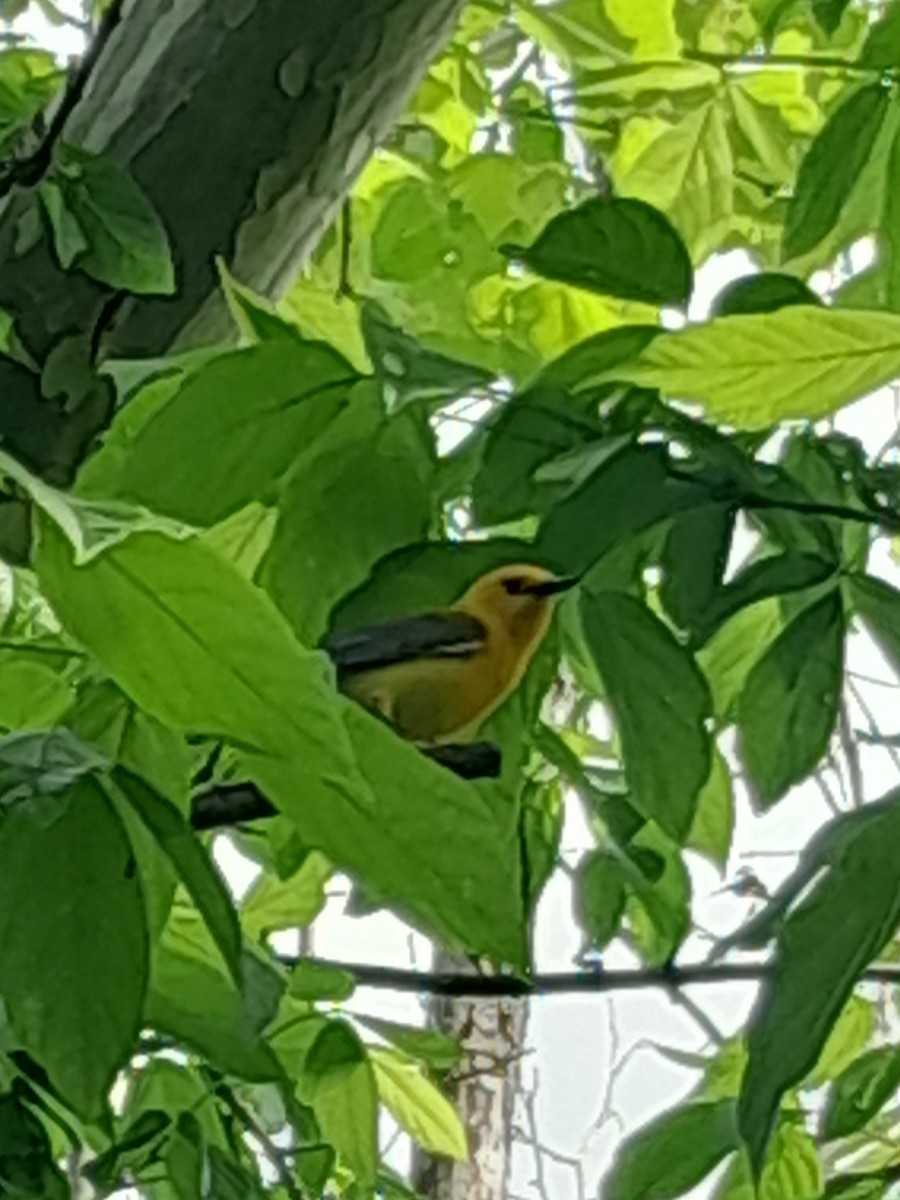 Prothonotary Warbler - ML634485423