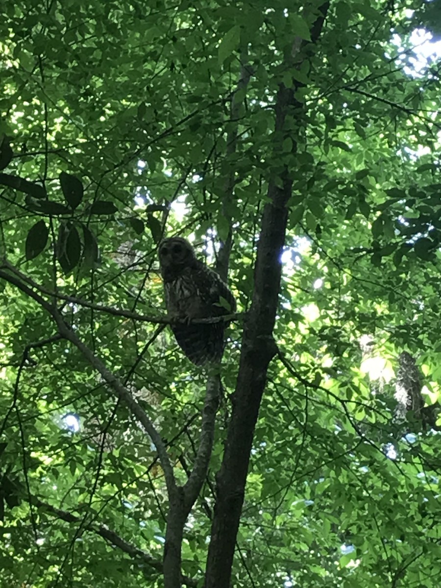 Barred Owl - ML634485424
