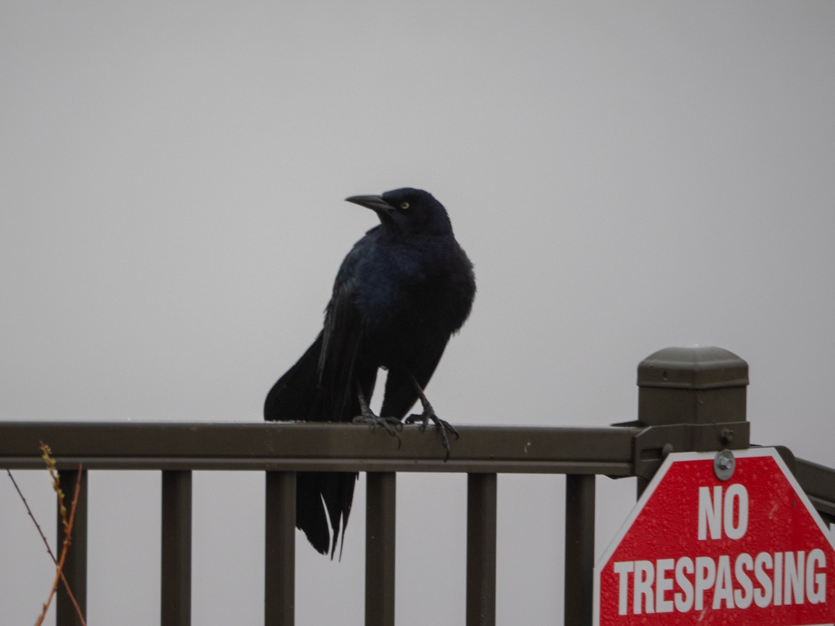 Great-tailed Grackle - ML634485463