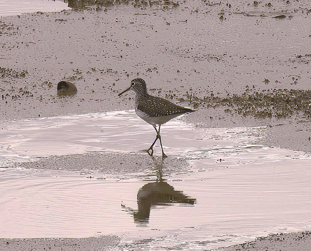 Solitary Sandpiper - ML634485551