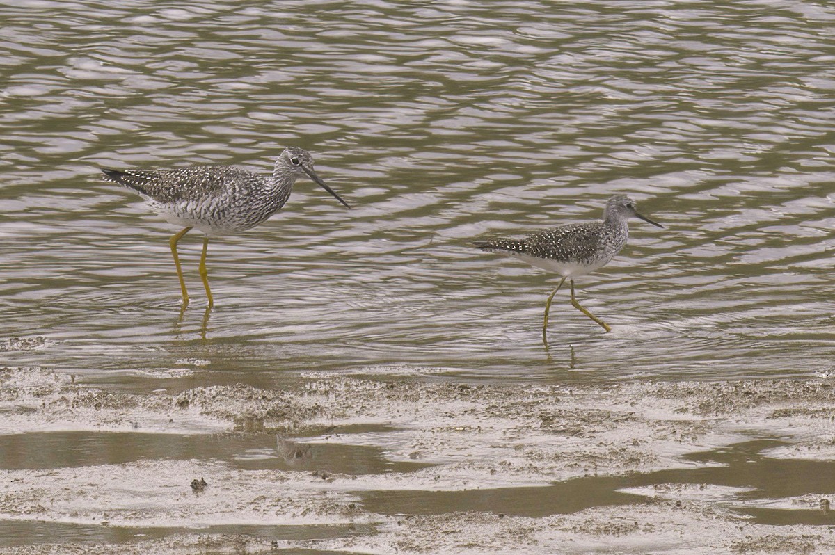 Greater Yellowlegs - ML634485591