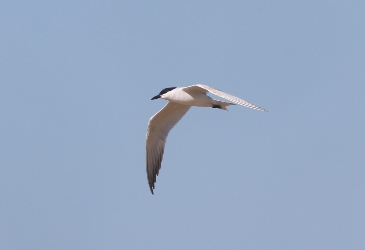 Gull-billed Tern - ML634485598