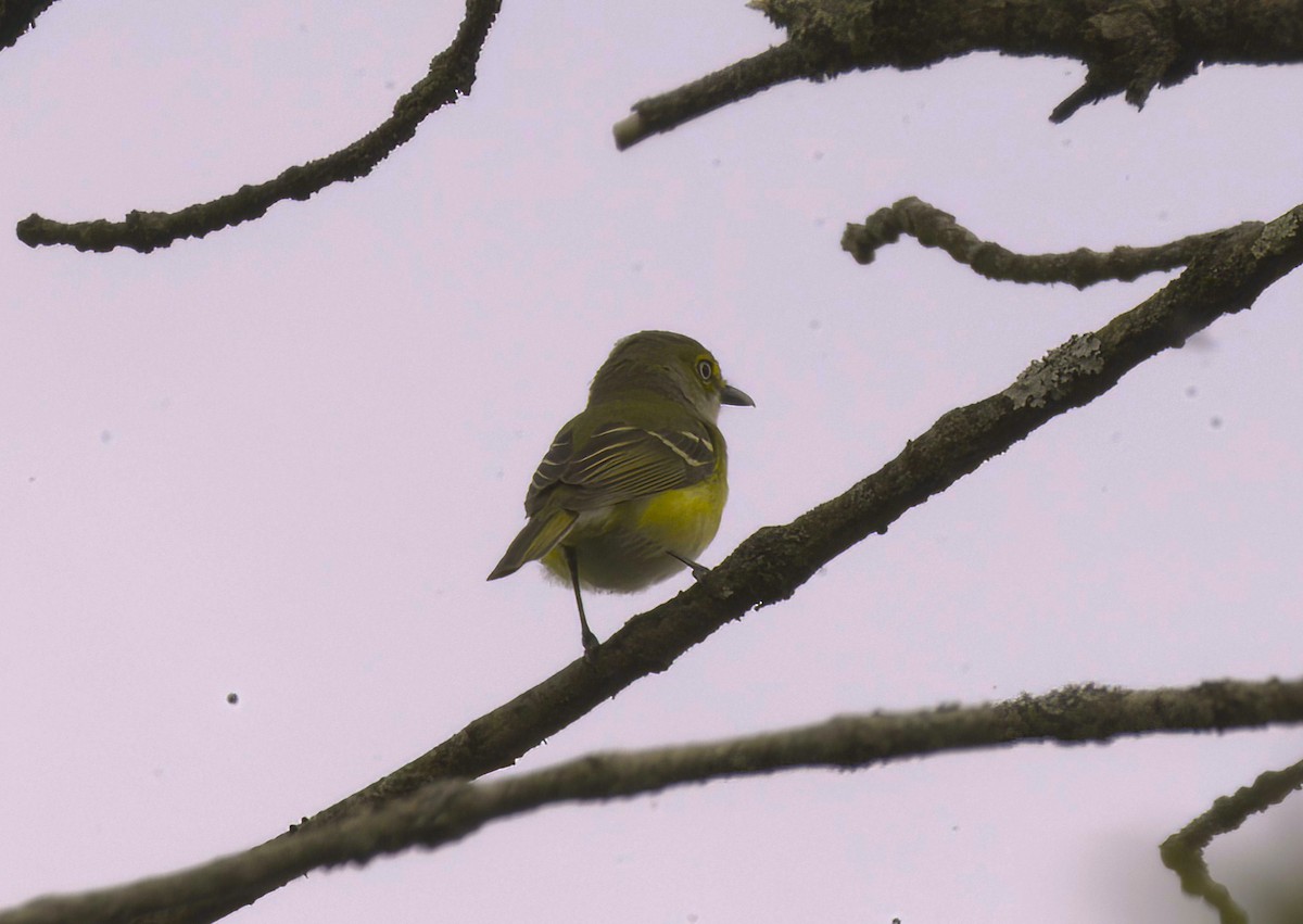 White-eyed Vireo - ML634485618