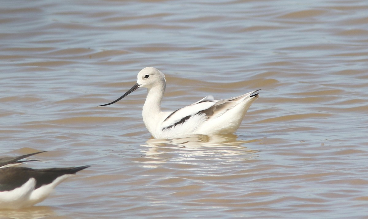 American Avocet - ML634485619