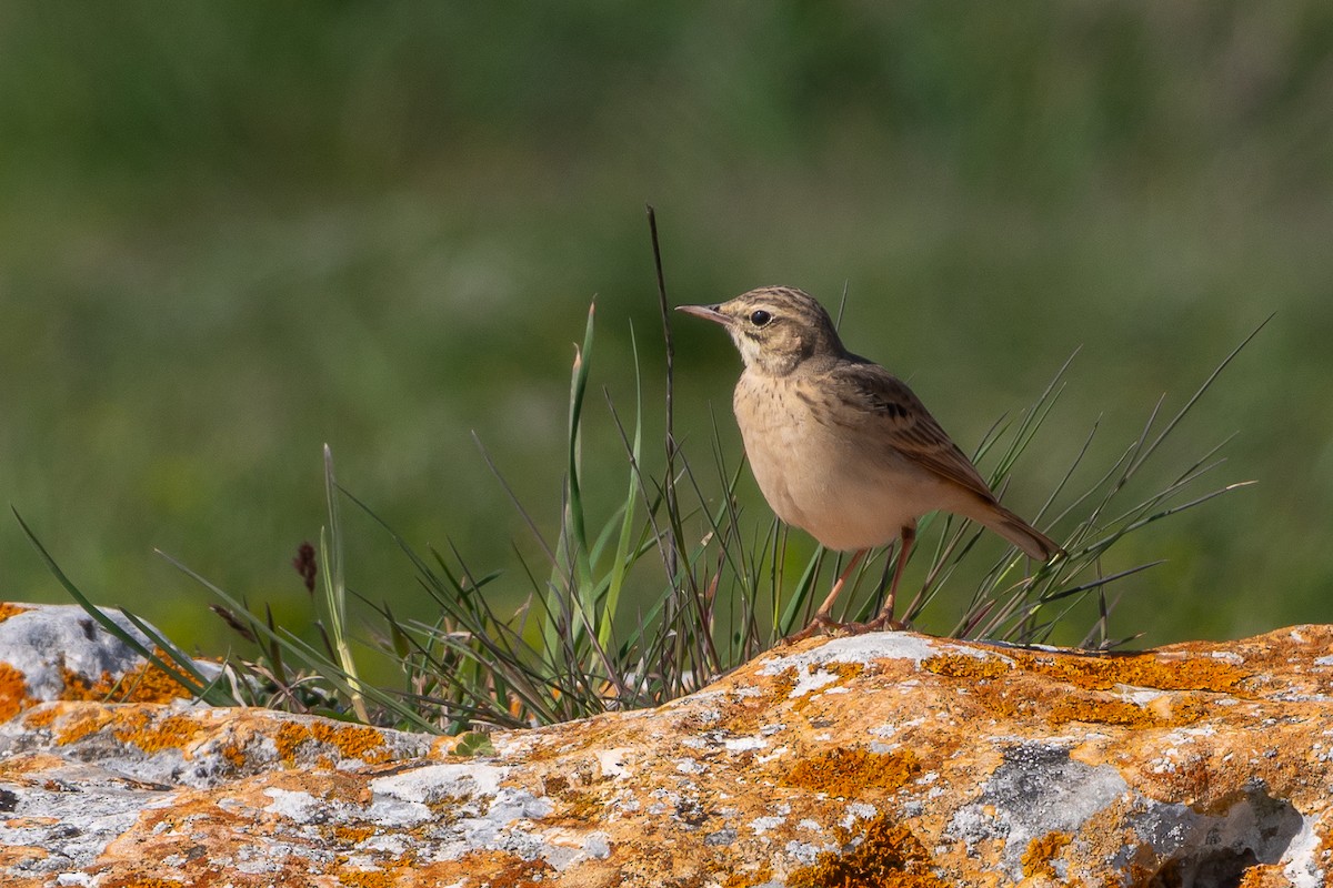 Tawny Pipit - ML634485637
