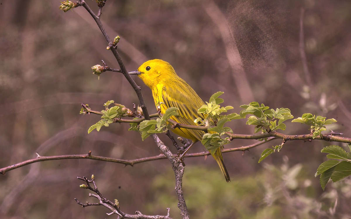 Yellow Warbler - ML634485677