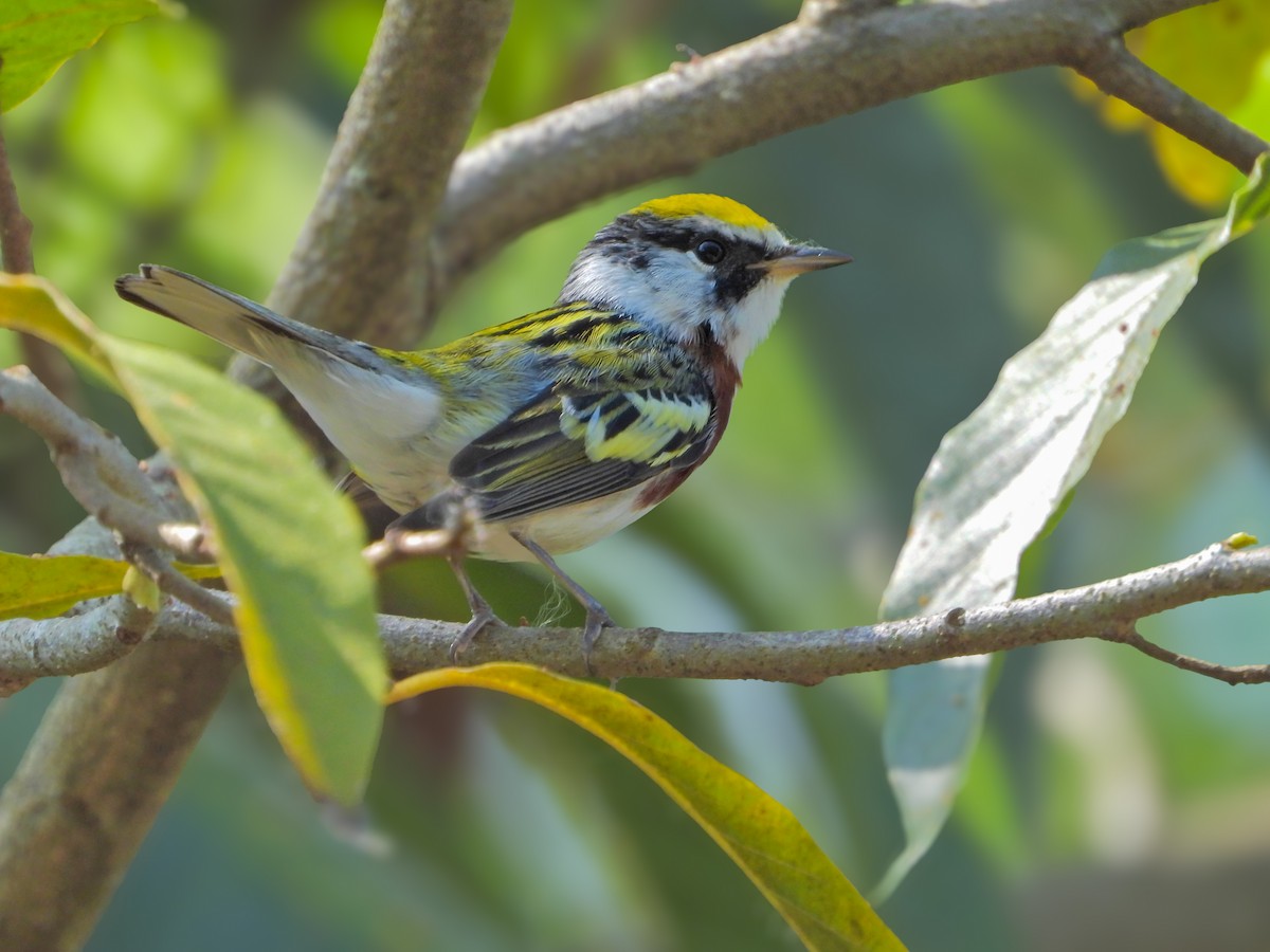 Chestnut-sided Warbler - ML634485685
