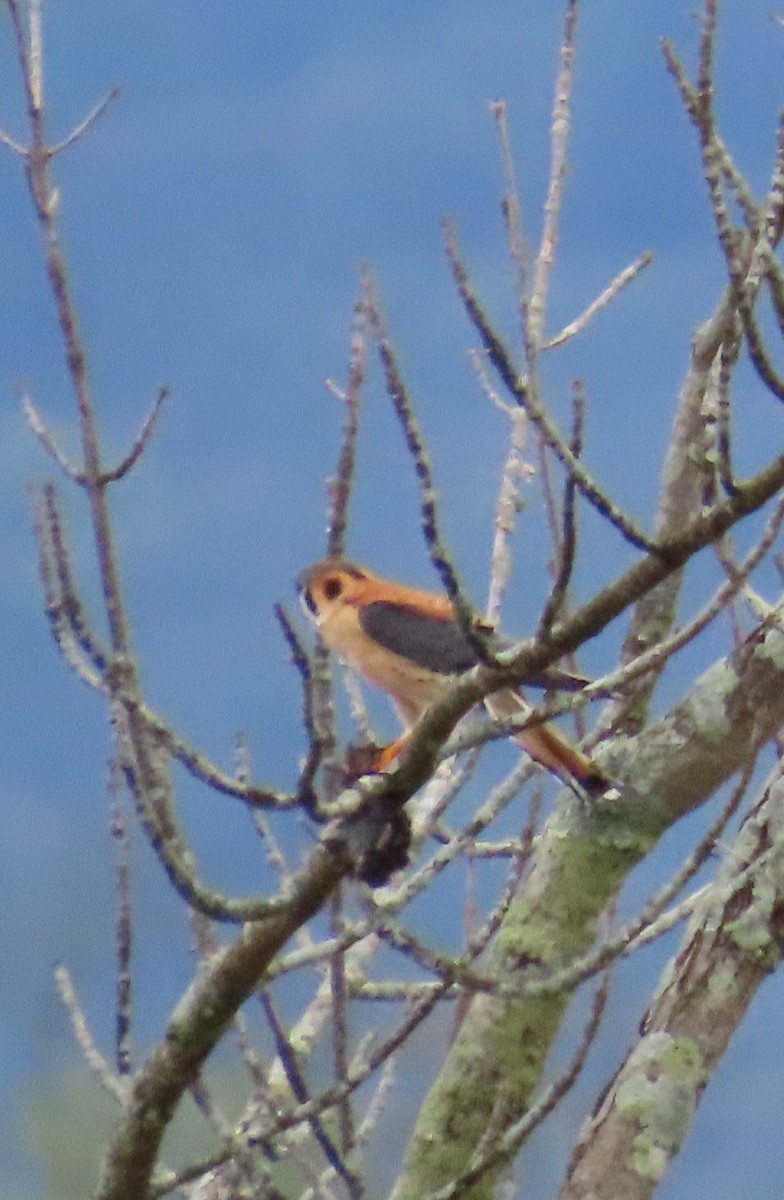 American Kestrel - ML634485731