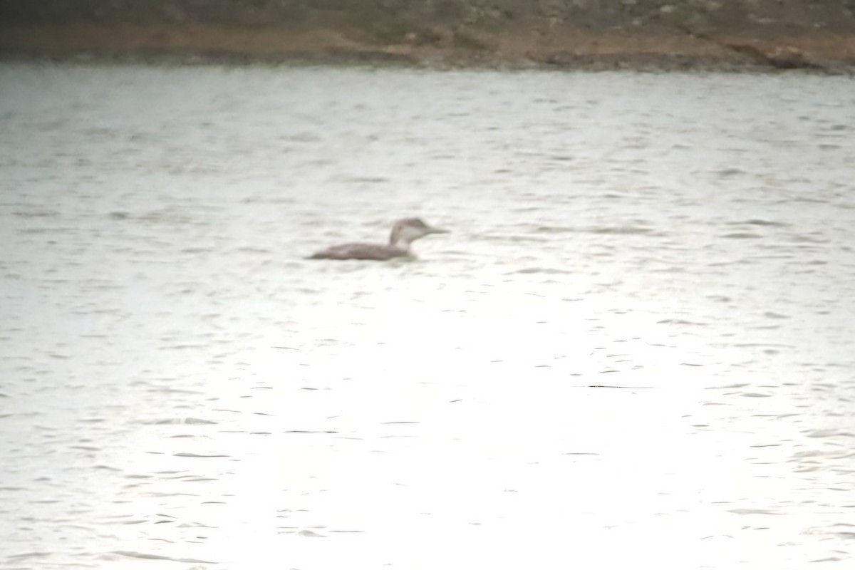 Common Loon - ML634485753