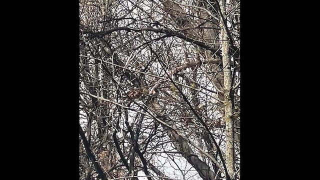 Eastern Towhee - ML634485759