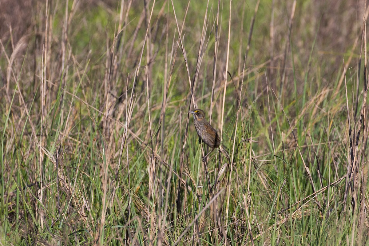 Seaside Sparrow - ML634485849