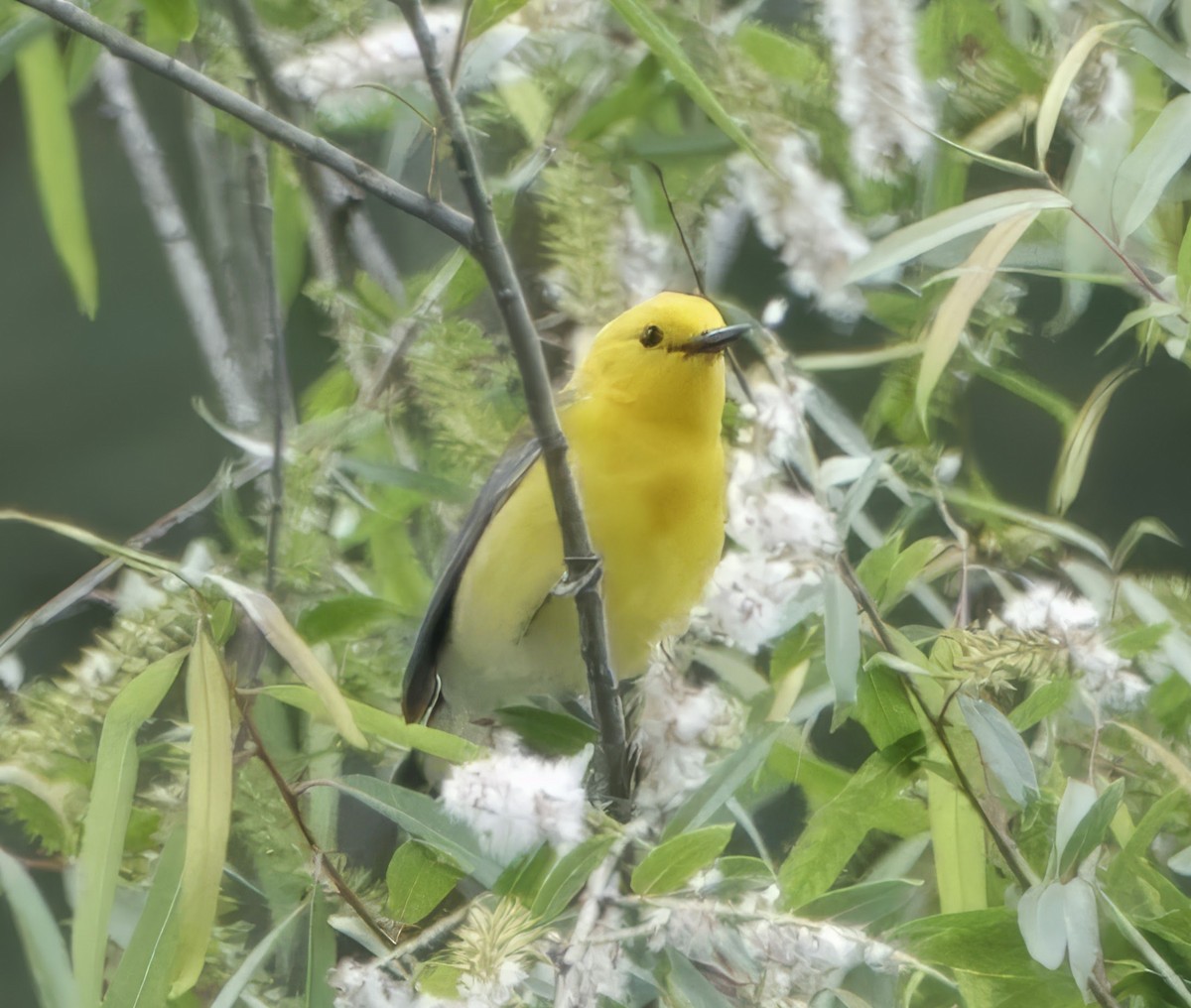 Prothonotary Warbler - ML634485930