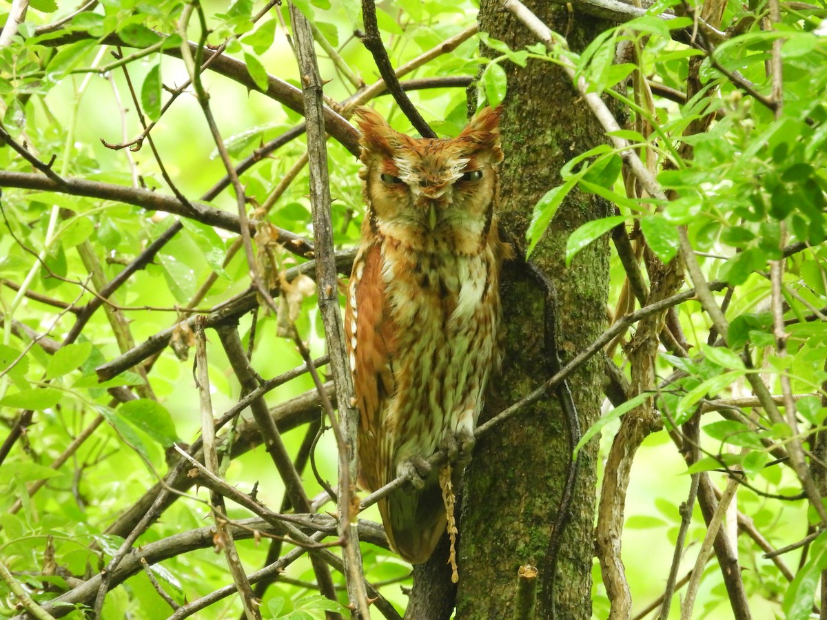 Eastern Screech-Owl - ML634485941