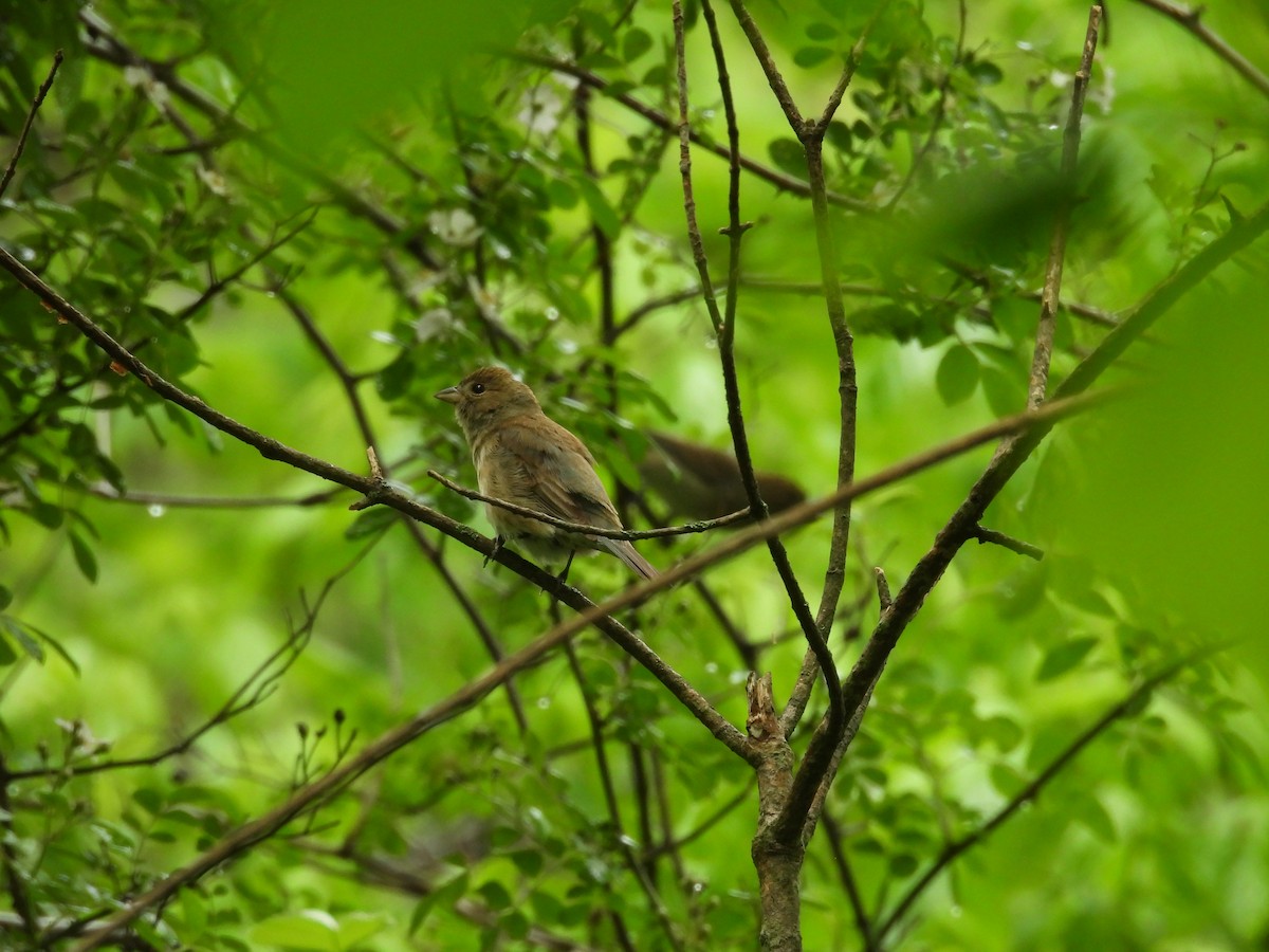 Indigo Bunting - ML634485955
