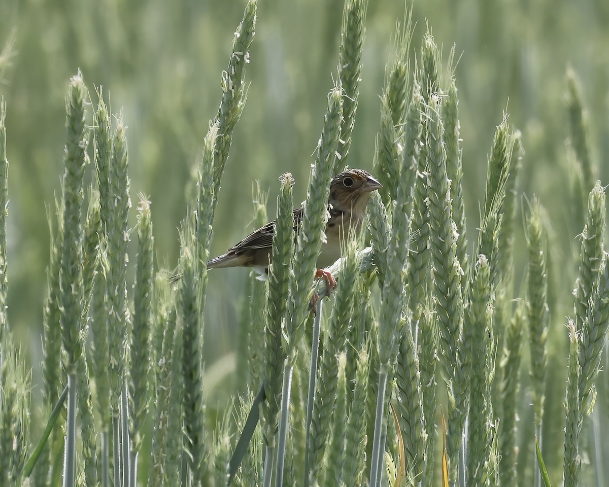 Grasshopper Sparrow - ML634486008