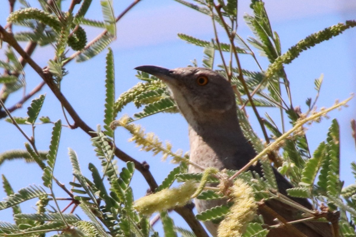 Bendire's Thrasher - ML634486016