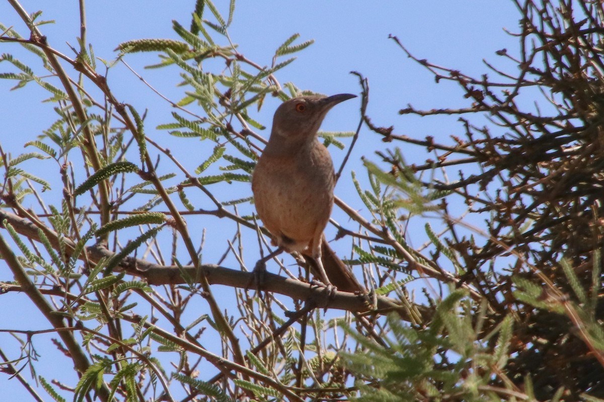 Bendire's Thrasher - ML634486017