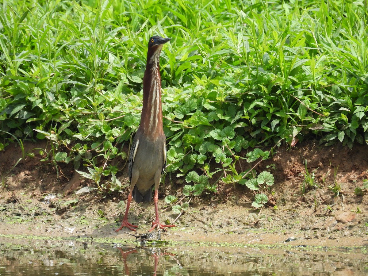 Green Heron - ML634486079