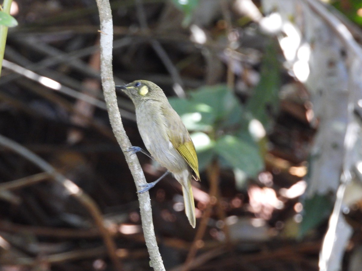 Graceful Honeyeater - ML634486090