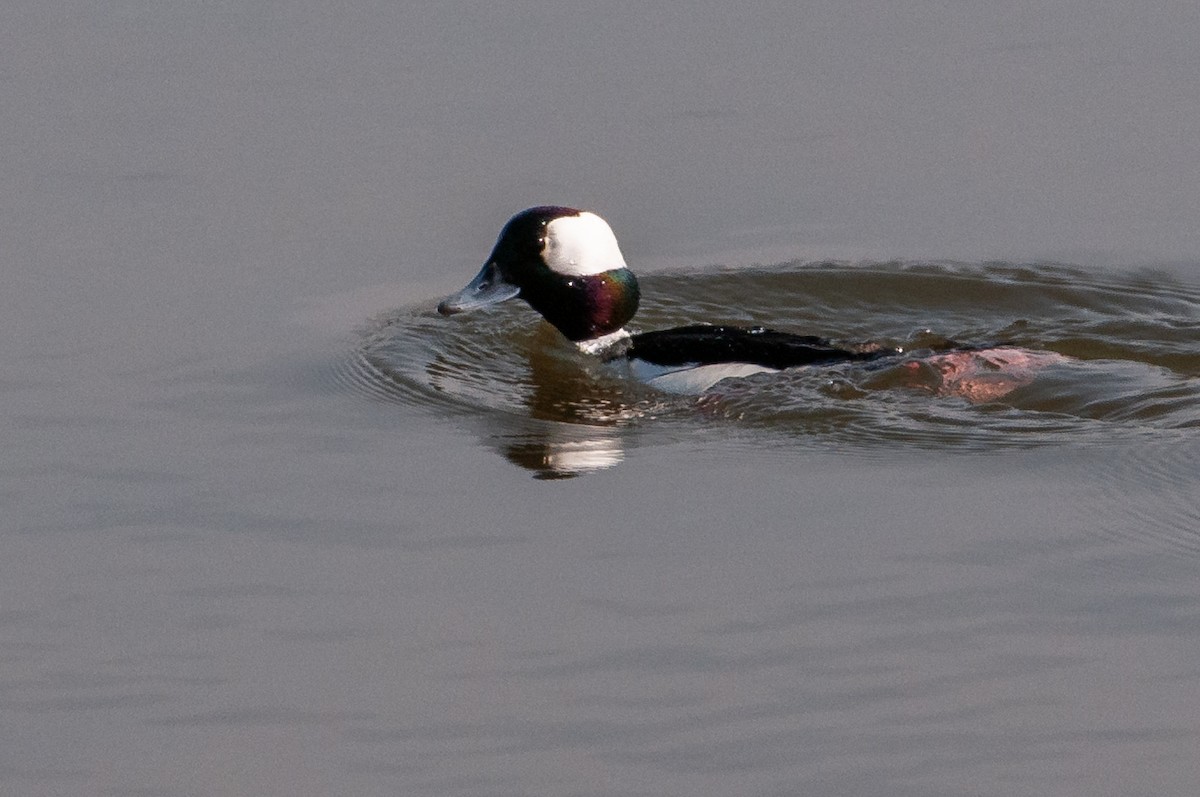Bufflehead - ML634486191