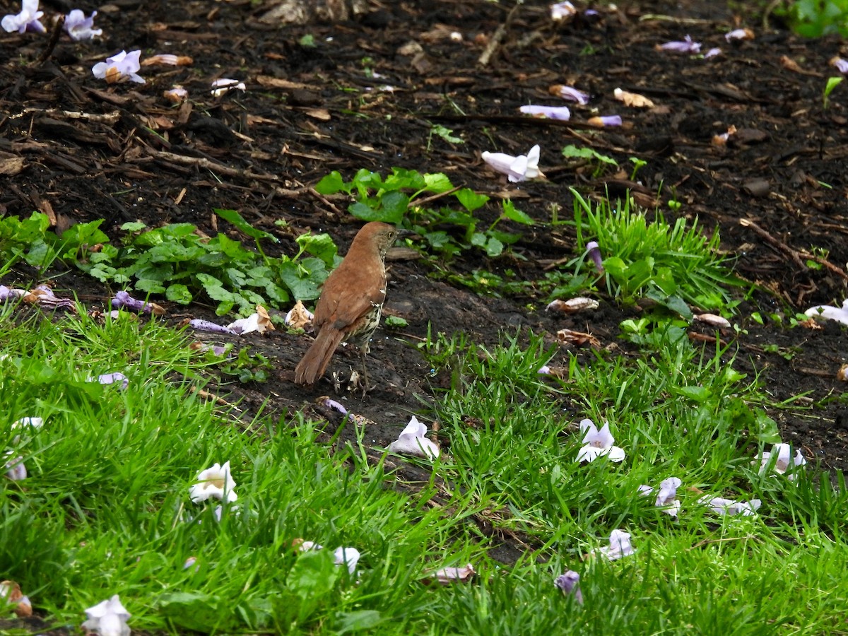 Brown Thrasher - ML634486218