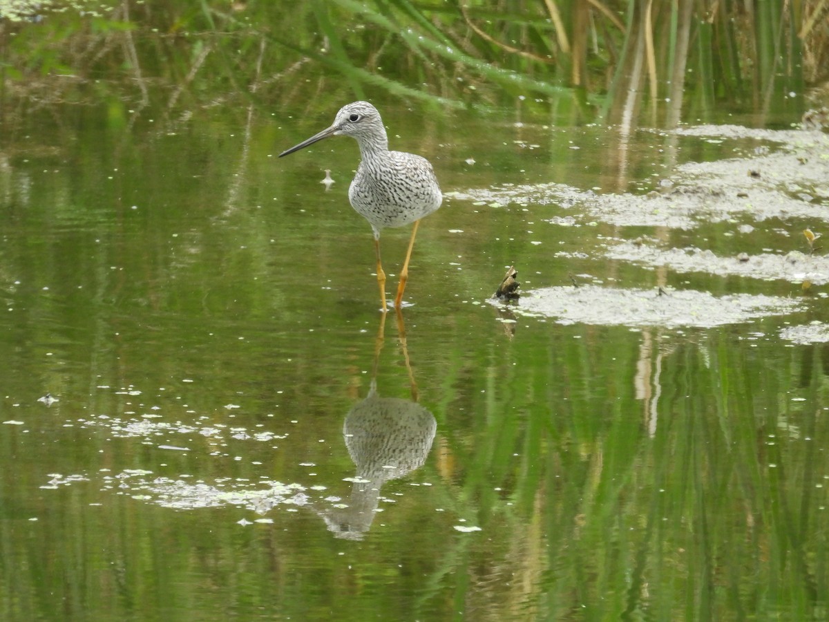 Greater Yellowlegs - ML634486295