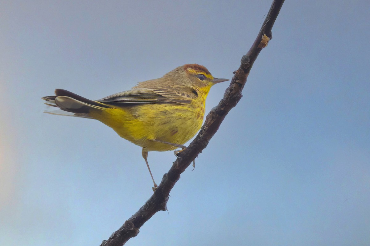 Palm Warbler - ML634486548