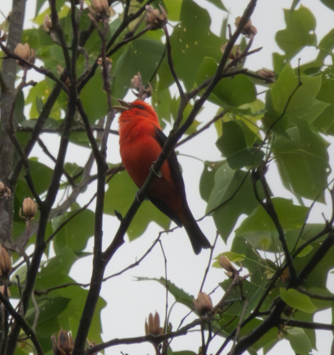 Scarlet Tanager - ML634486554