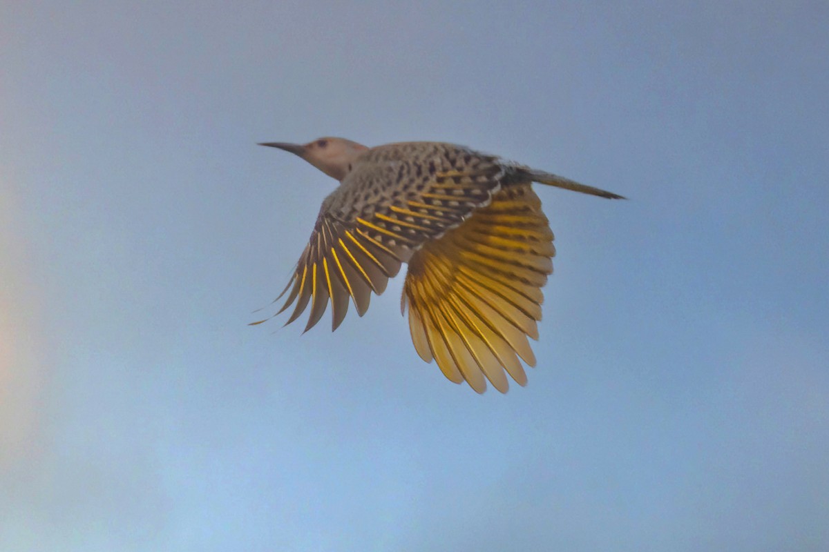 Northern Flicker - ML634486561